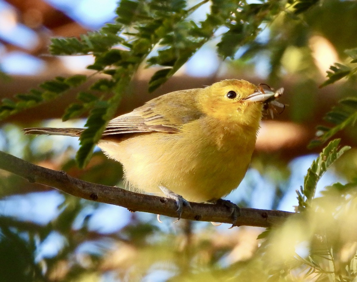 Orange-headed Tanager - ML638314778