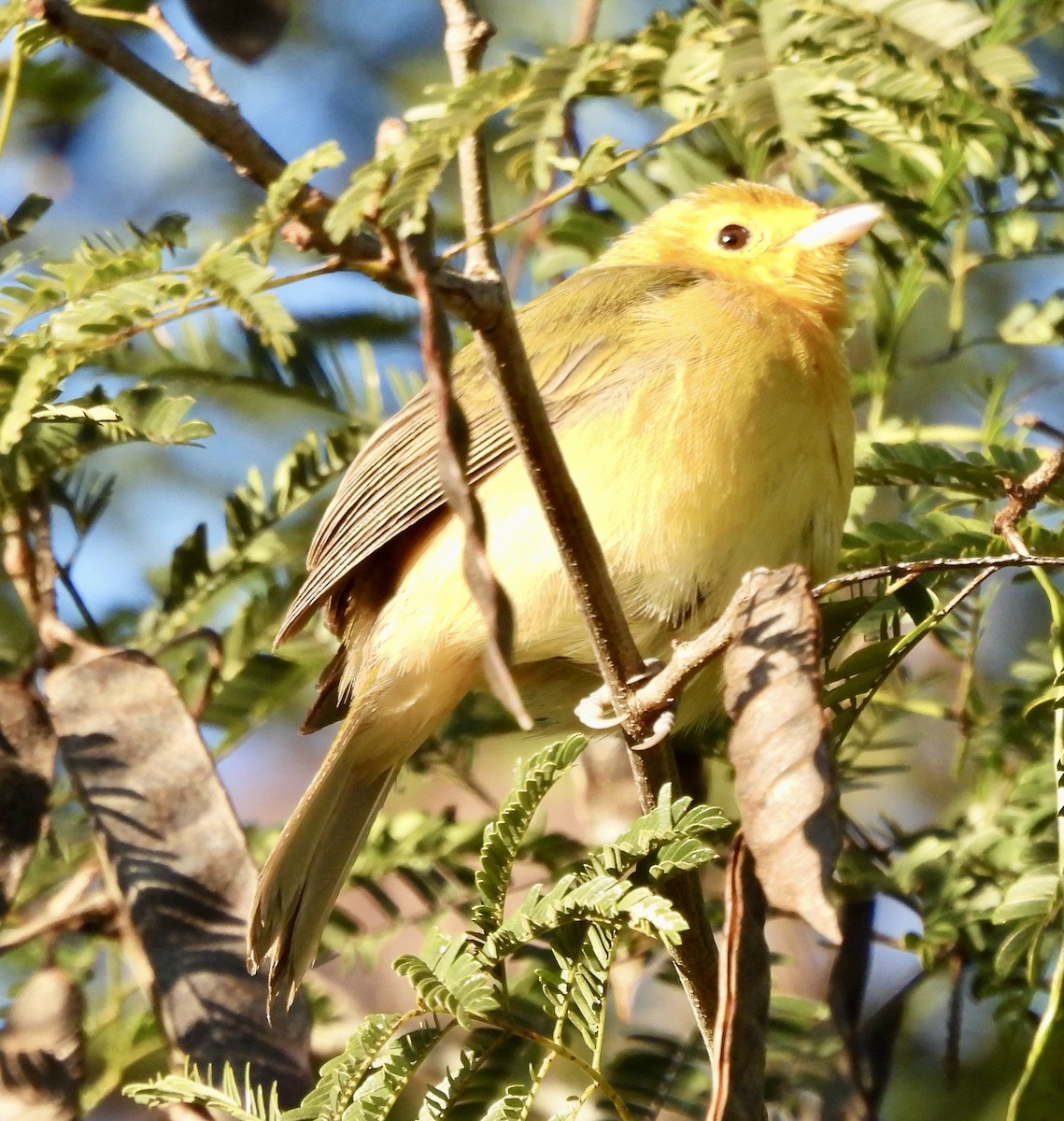 Orange-headed Tanager - ML638314779