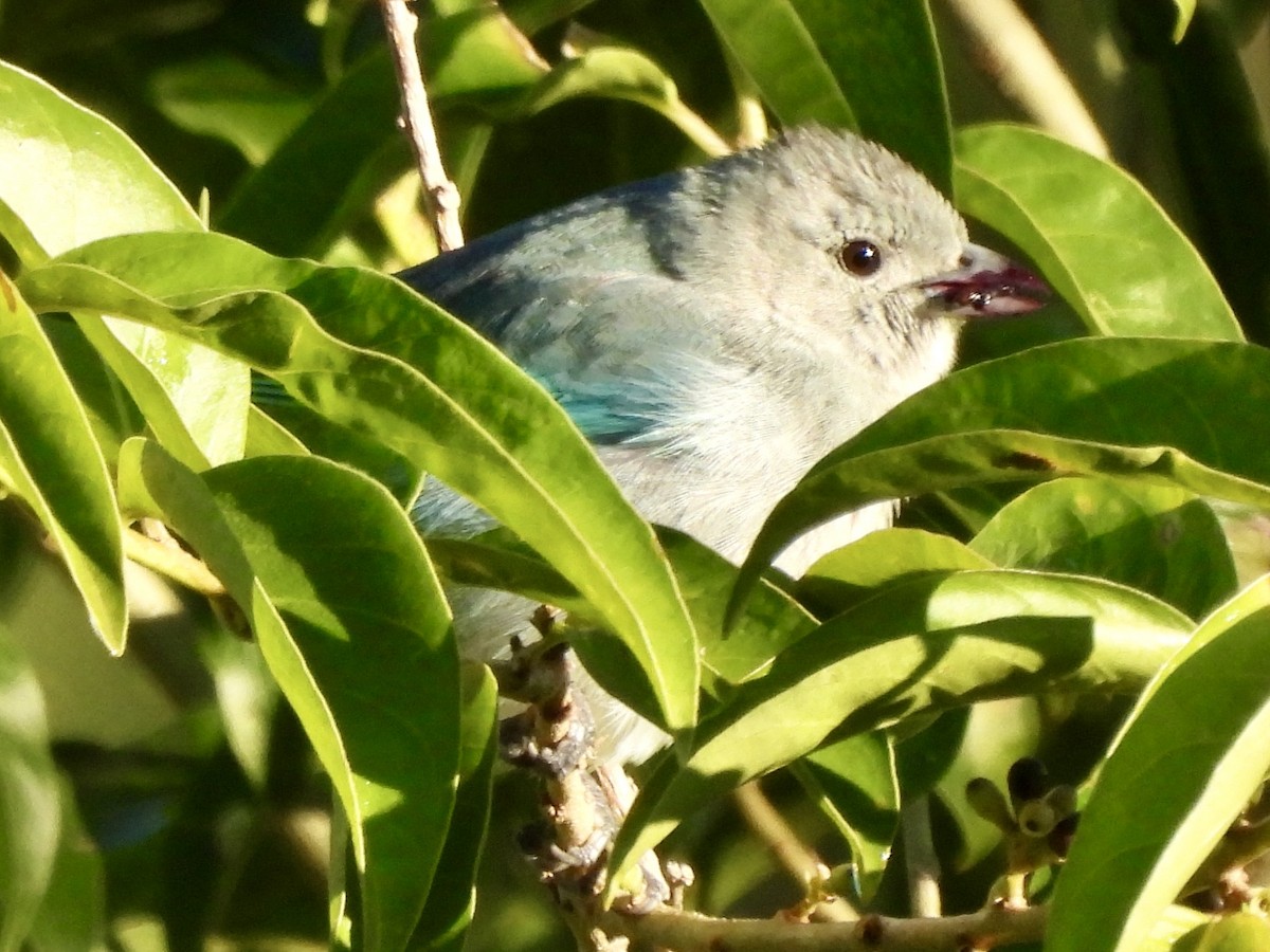 Sayaca Tanager - ML638314781