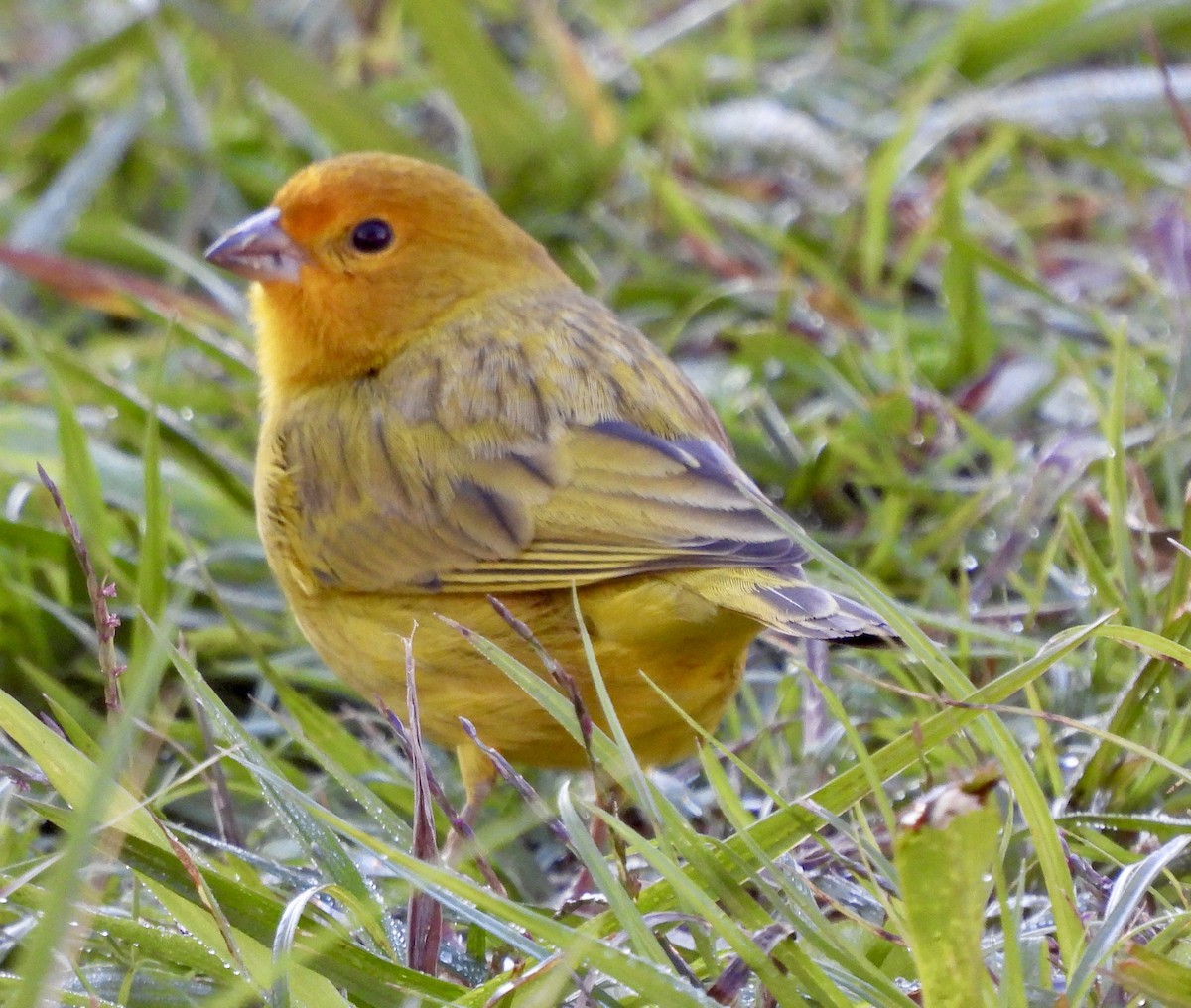 Saffron Finch - ML638314784