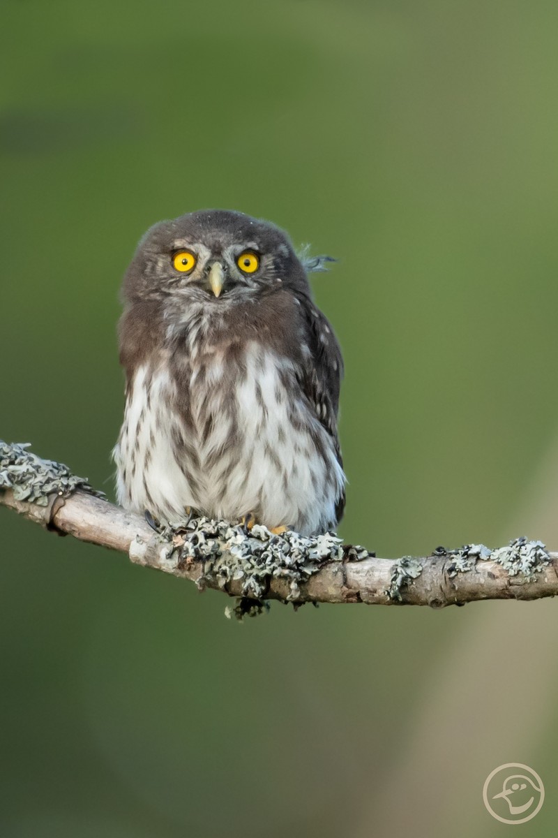 Eurasian Pygmy-Owl - ML638314787