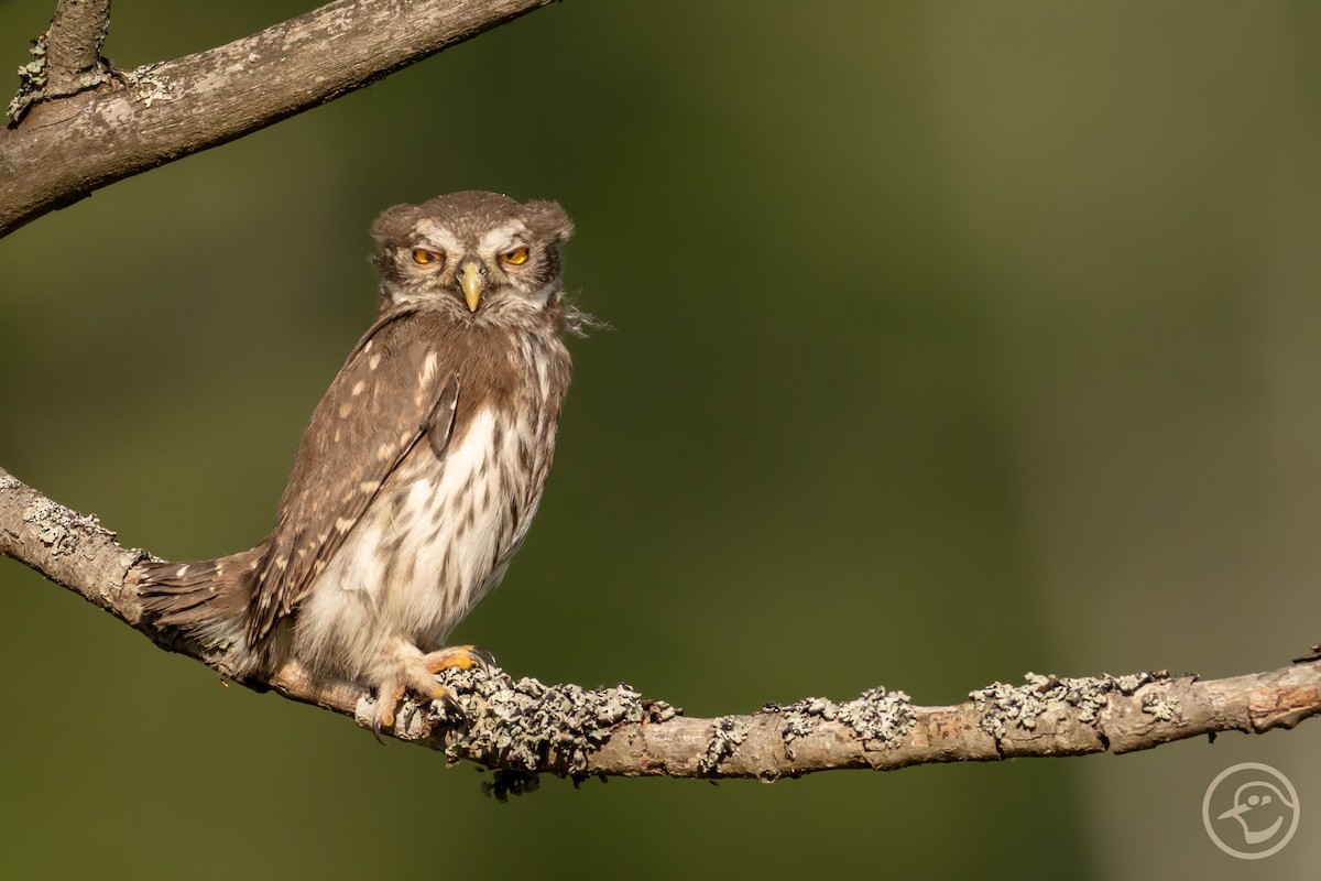 Eurasian Pygmy-Owl - ML638314788