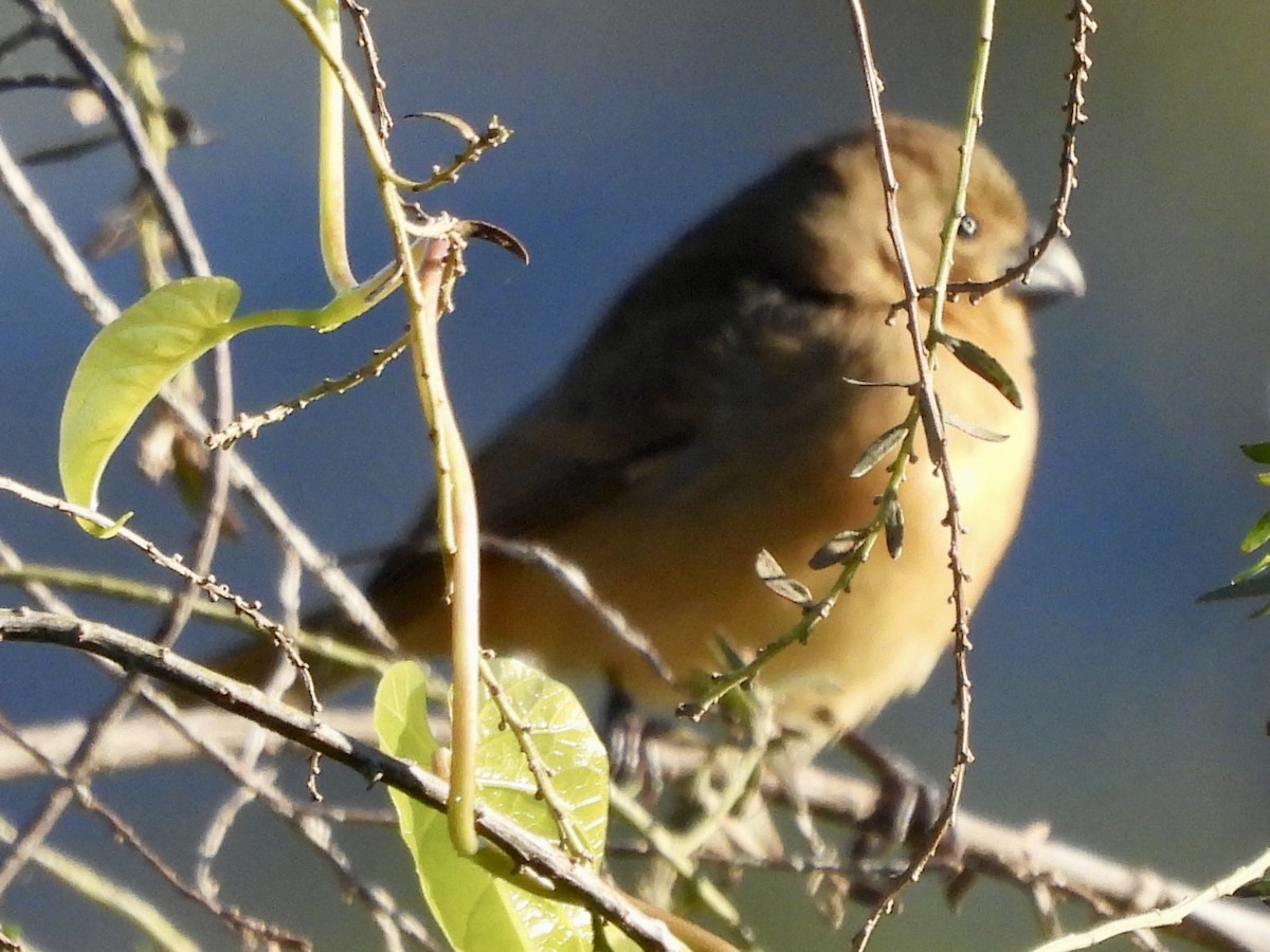 White-bellied Seedeater - ML638314789