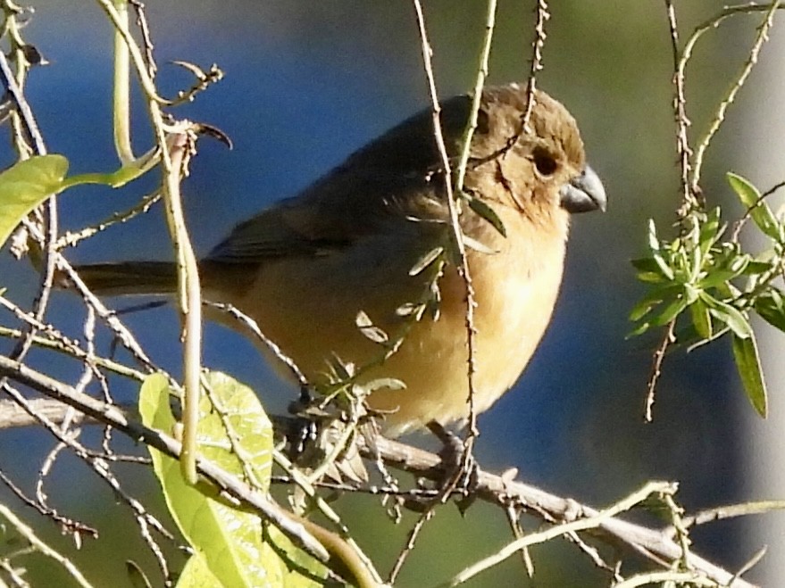 White-bellied Seedeater - ML638314790