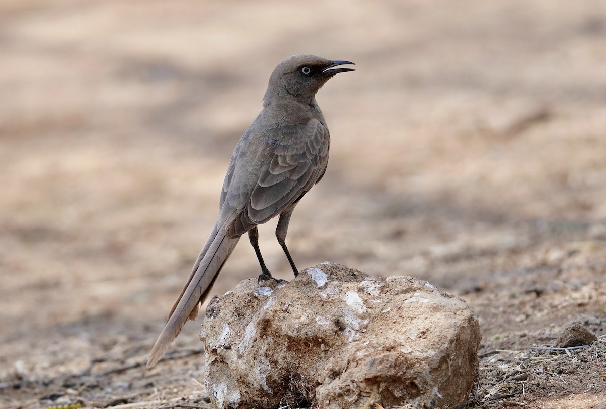 Ashy Starling - ML638314791