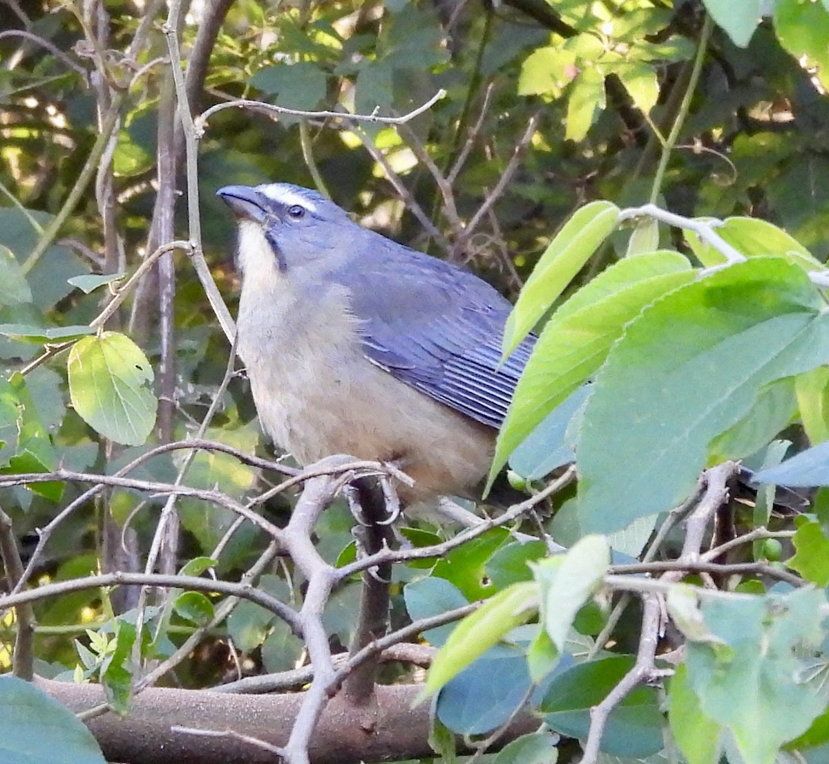 Bluish-gray Saltator - ML638314792