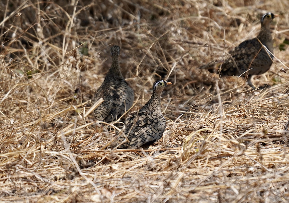 Black-faced Sandgrouse - ML638314795