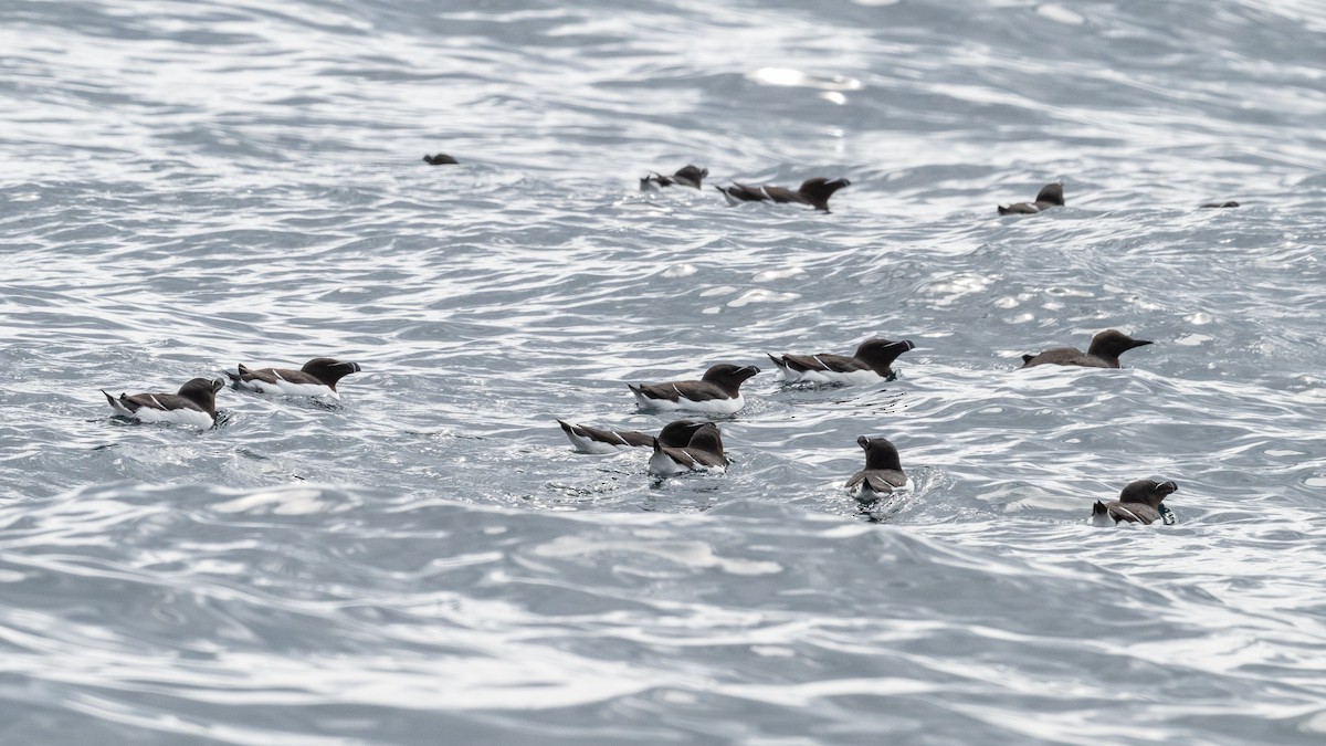 Razorbill - ML638314803