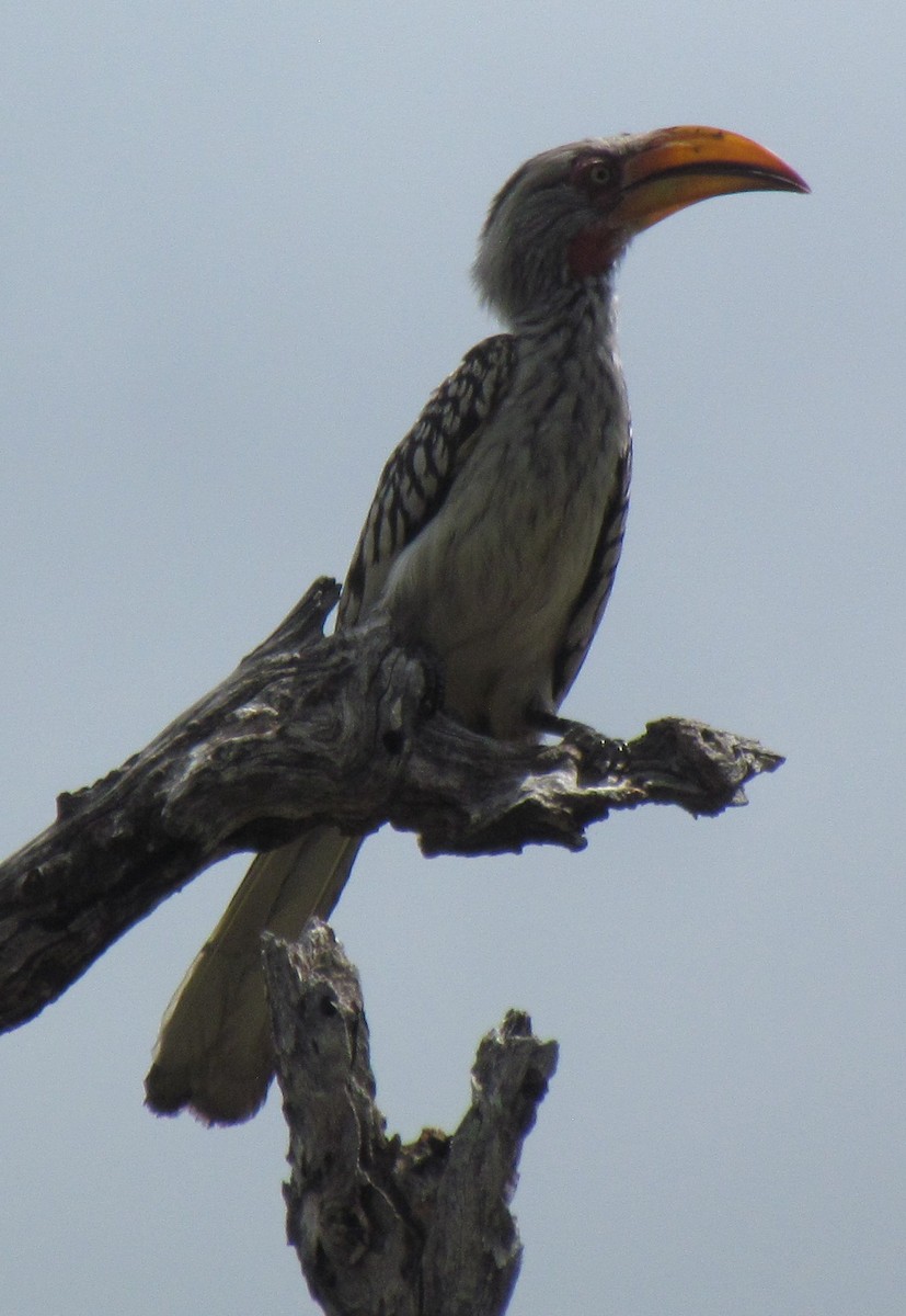 Southern Yellow-billed Hornbill - ML638314804