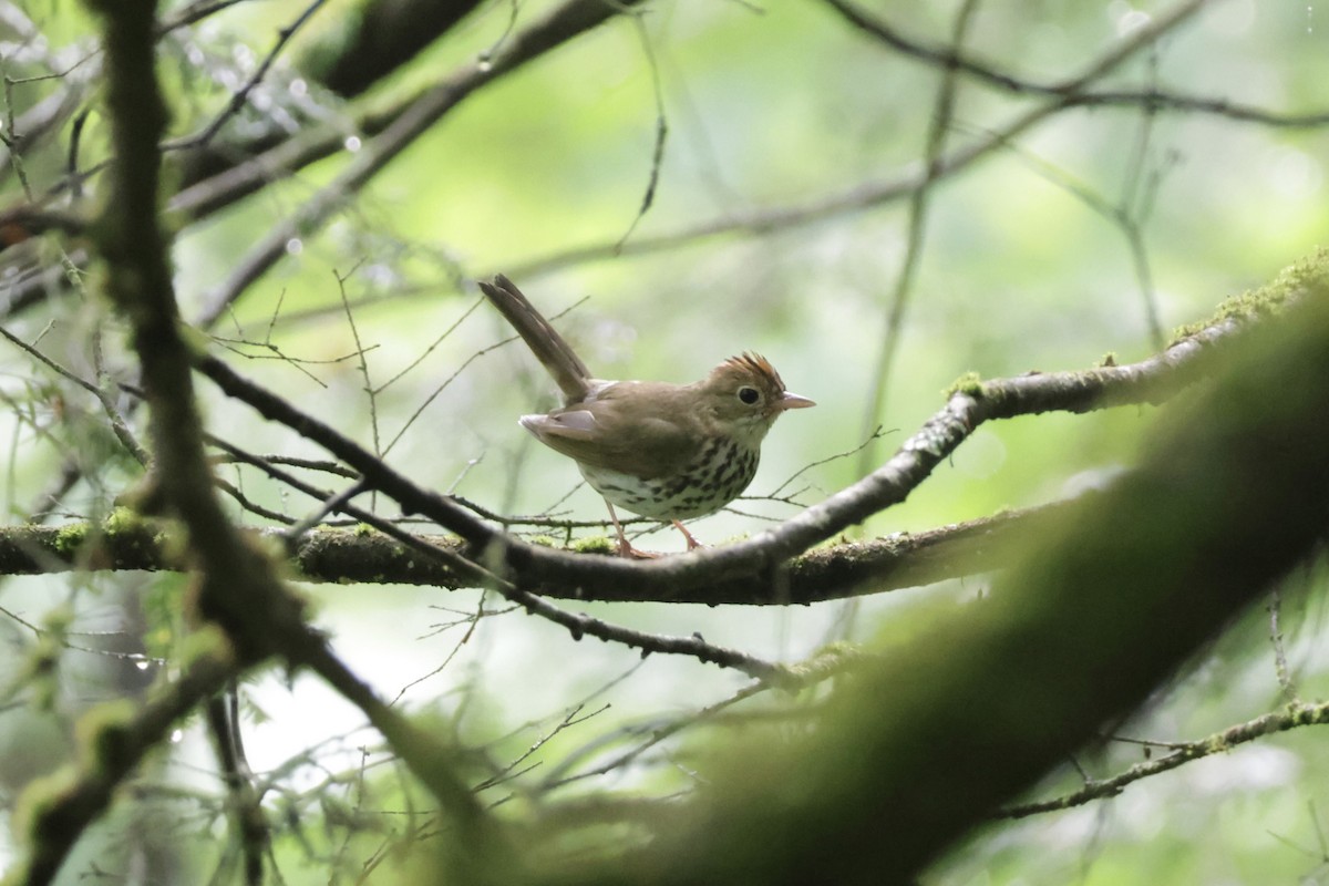 Ovenbird - ML638314811