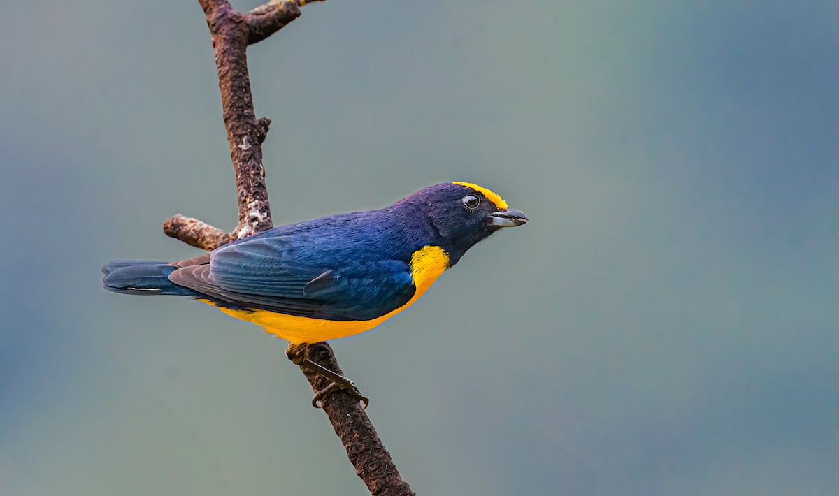 Orange-bellied Euphonia - ML638314813