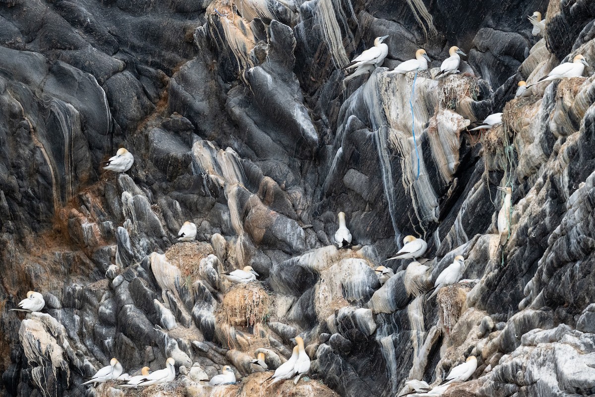 Northern Gannet - ML638314821