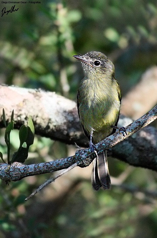 Yellow-olive Flatbill - ML638314822