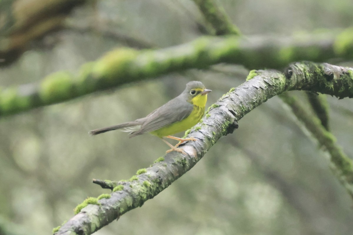 Canada Warbler - ML638314828