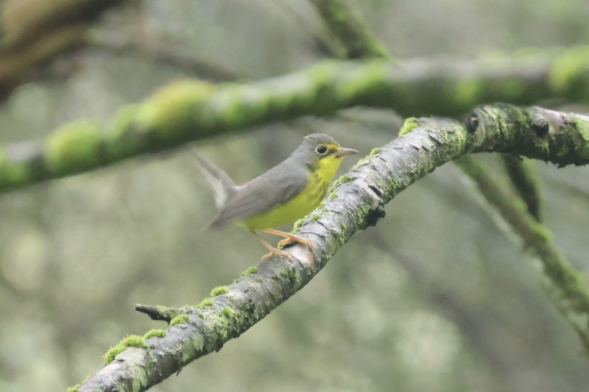 Canada Warbler - ML638314829