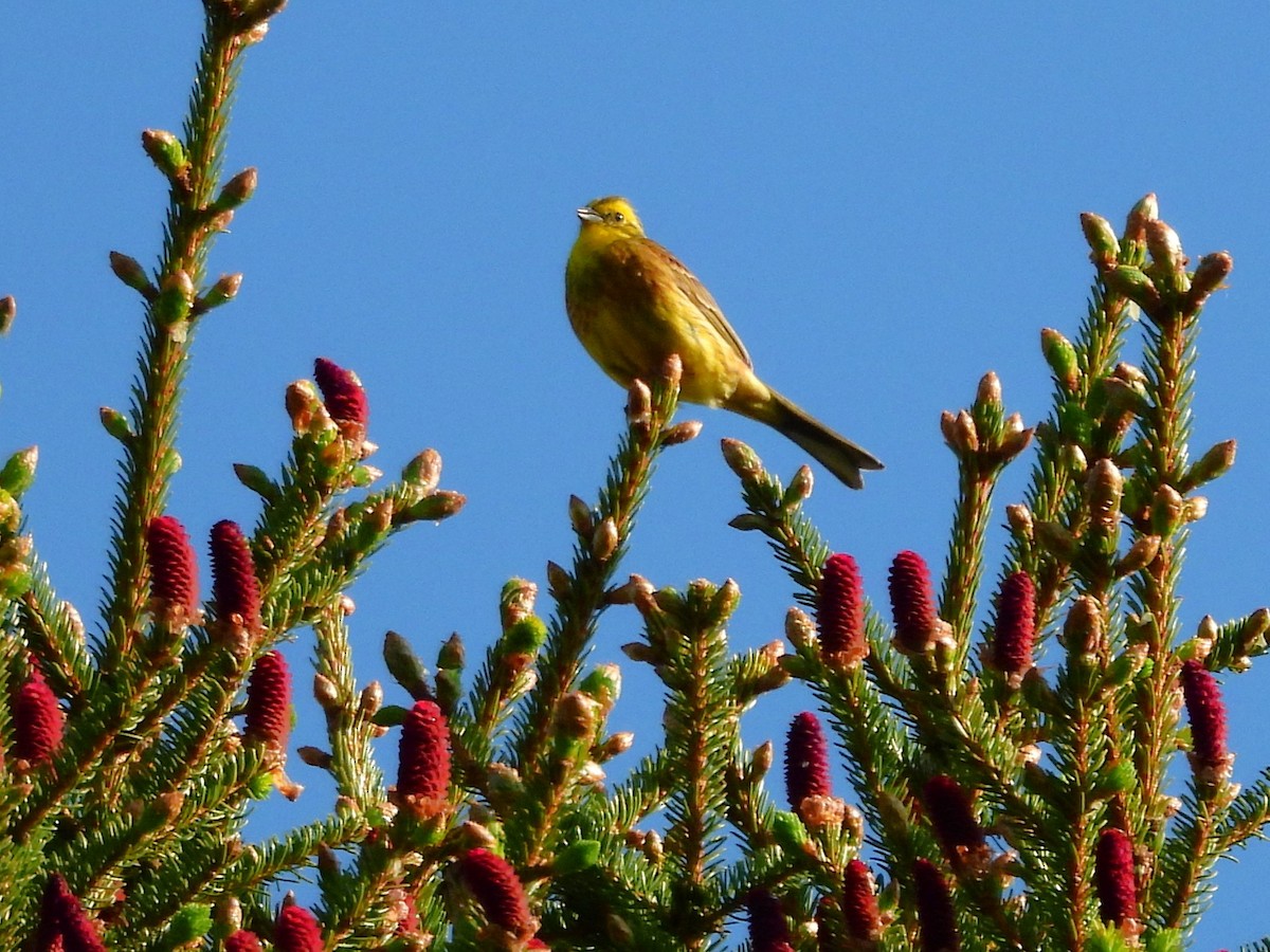 Bruant jaune - ML638314833
