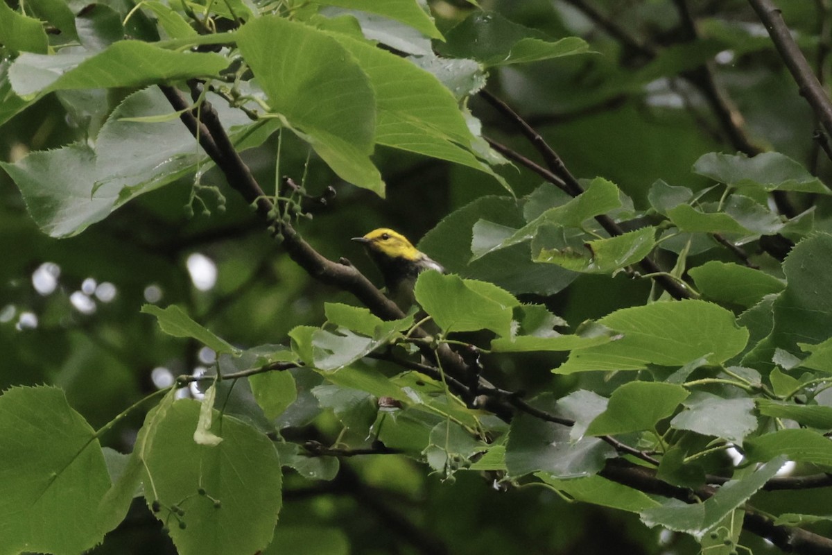 Black-throated Green Warbler - ML638314838