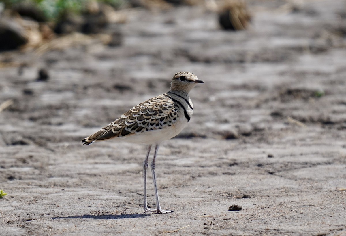 Double-banded Courser - ML638314840