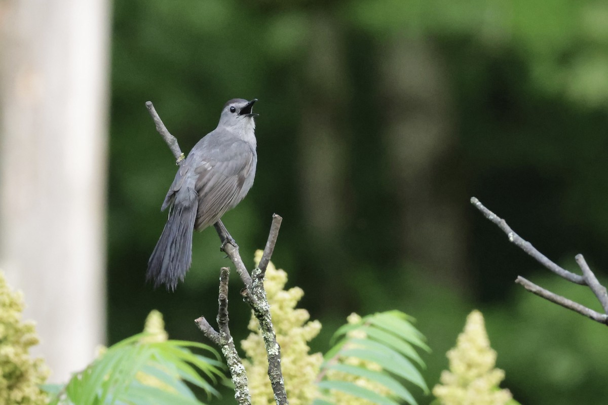 Gray Catbird - ML638314843