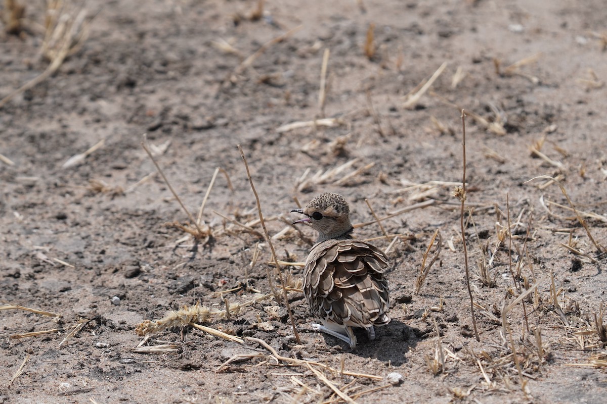 Double-banded Courser - ML638314850
