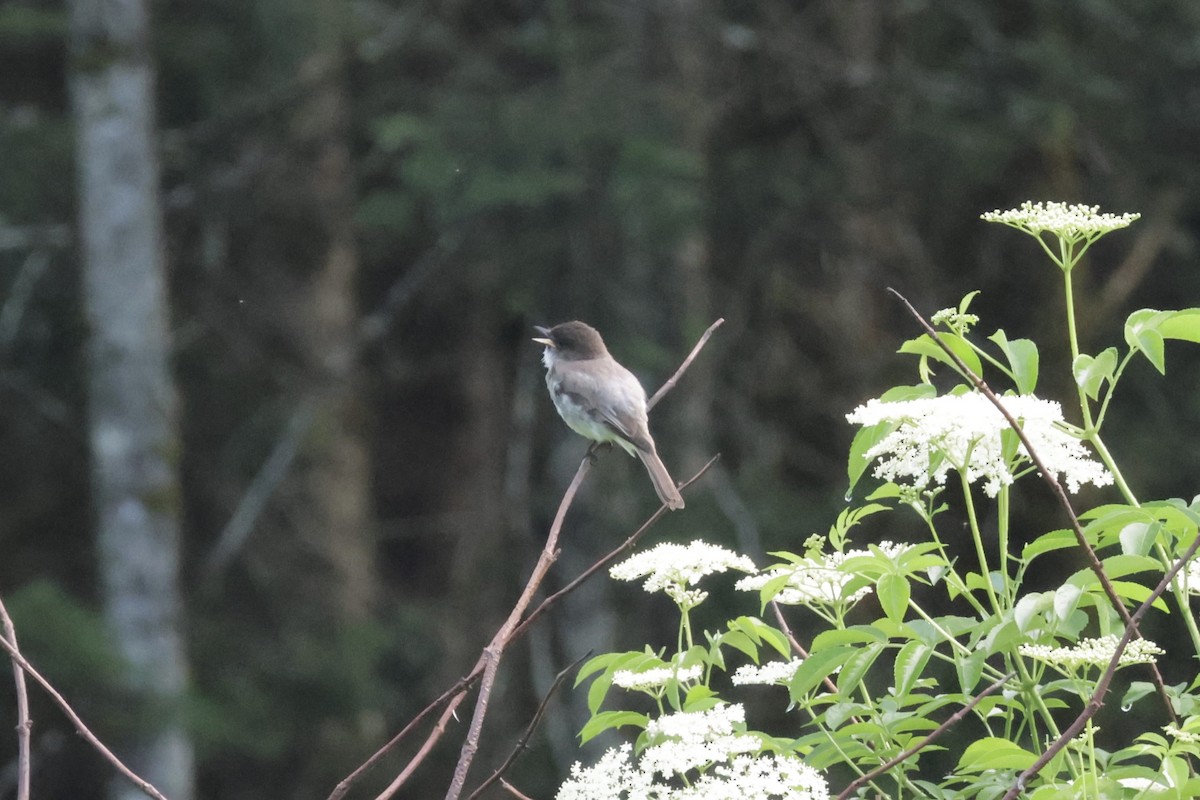 Eastern Phoebe - ML638314853