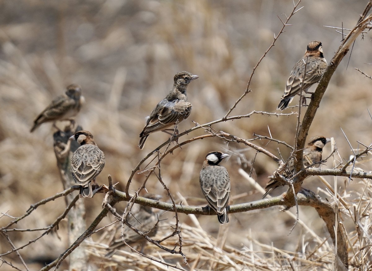 Fischer's Sparrow-Lark - ML638314865