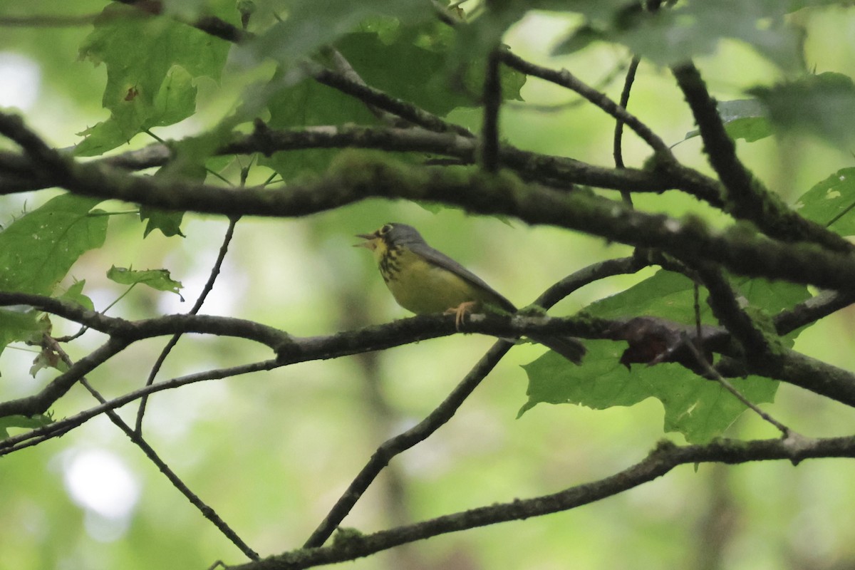 Canada Warbler - ML638314874