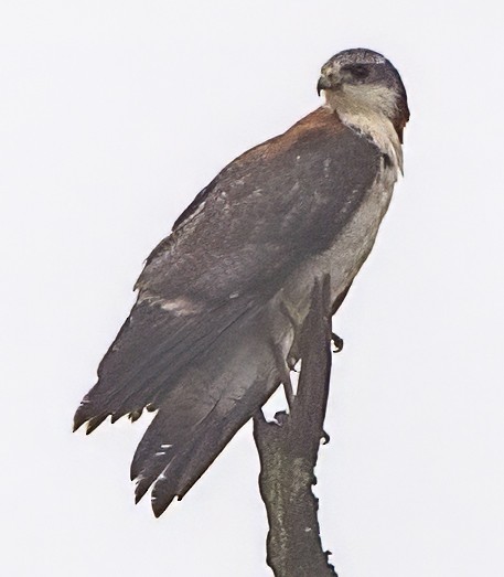 Variable Hawk - ML638314877