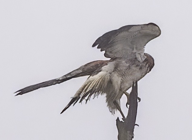 Variable Hawk - ML638314878