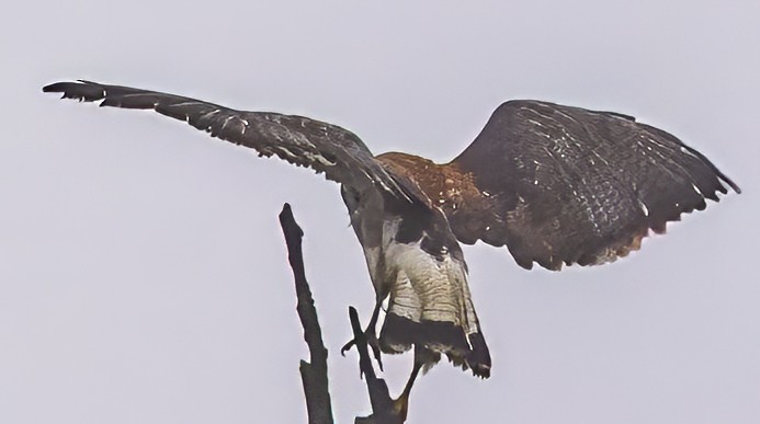 Variable Hawk - ML638314879