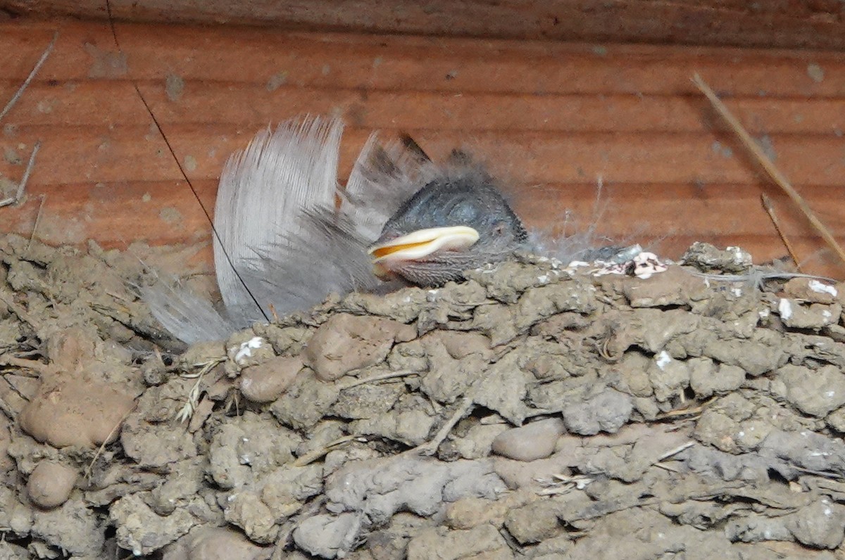 Barn Swallow - ML638314881