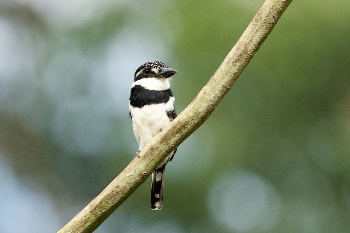Elsterfaulvogel - ML638314885
