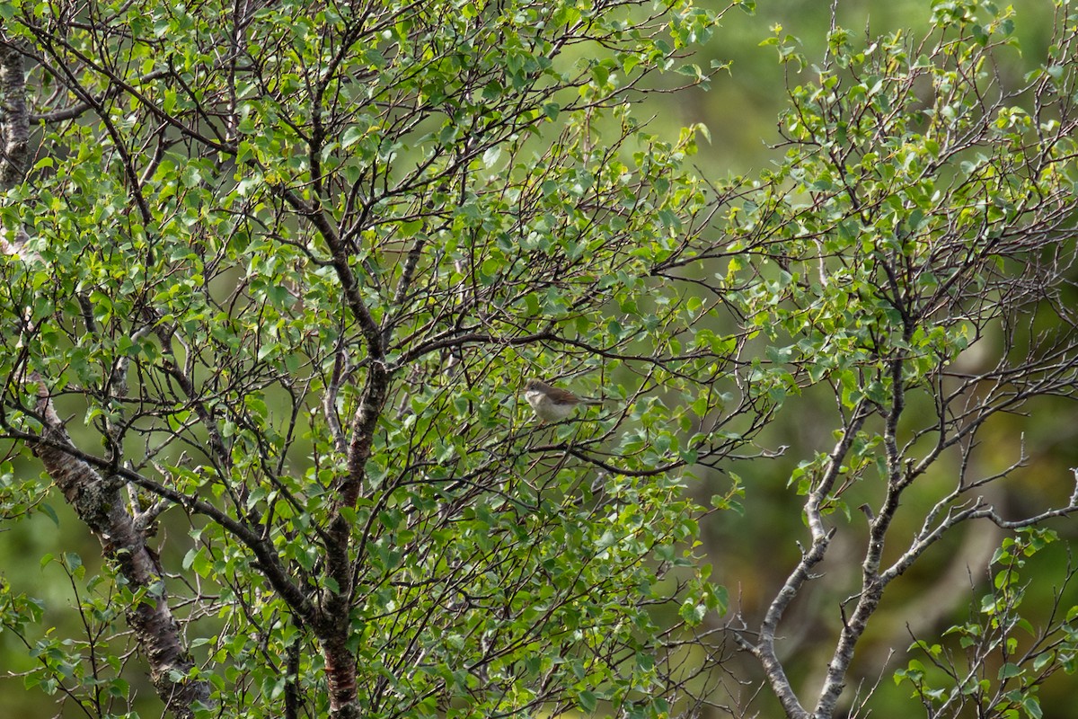 Greater Whitethroat - ML638314889