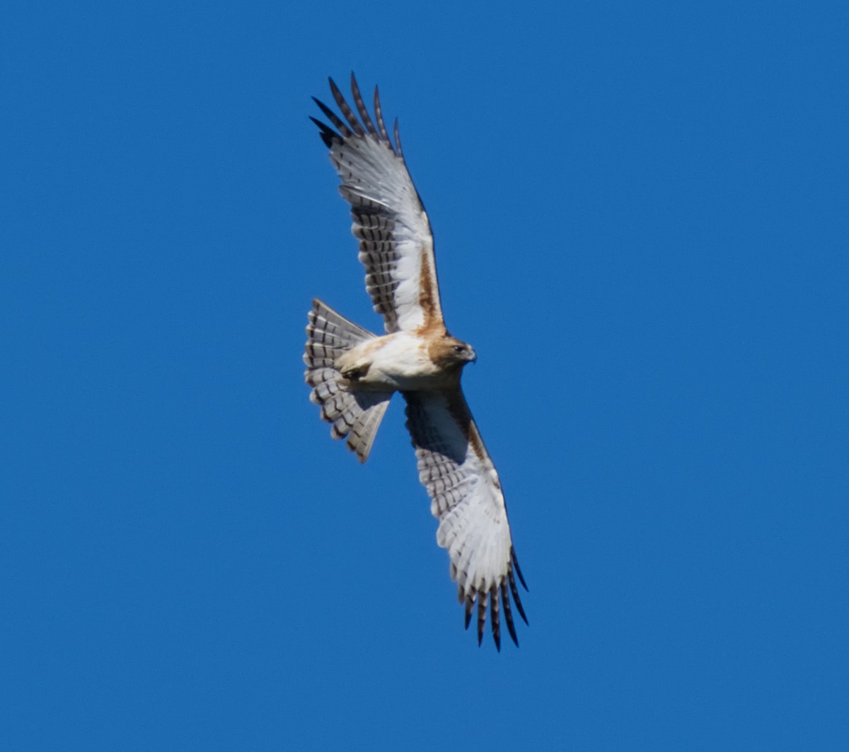 Little Eagle - ML638314890