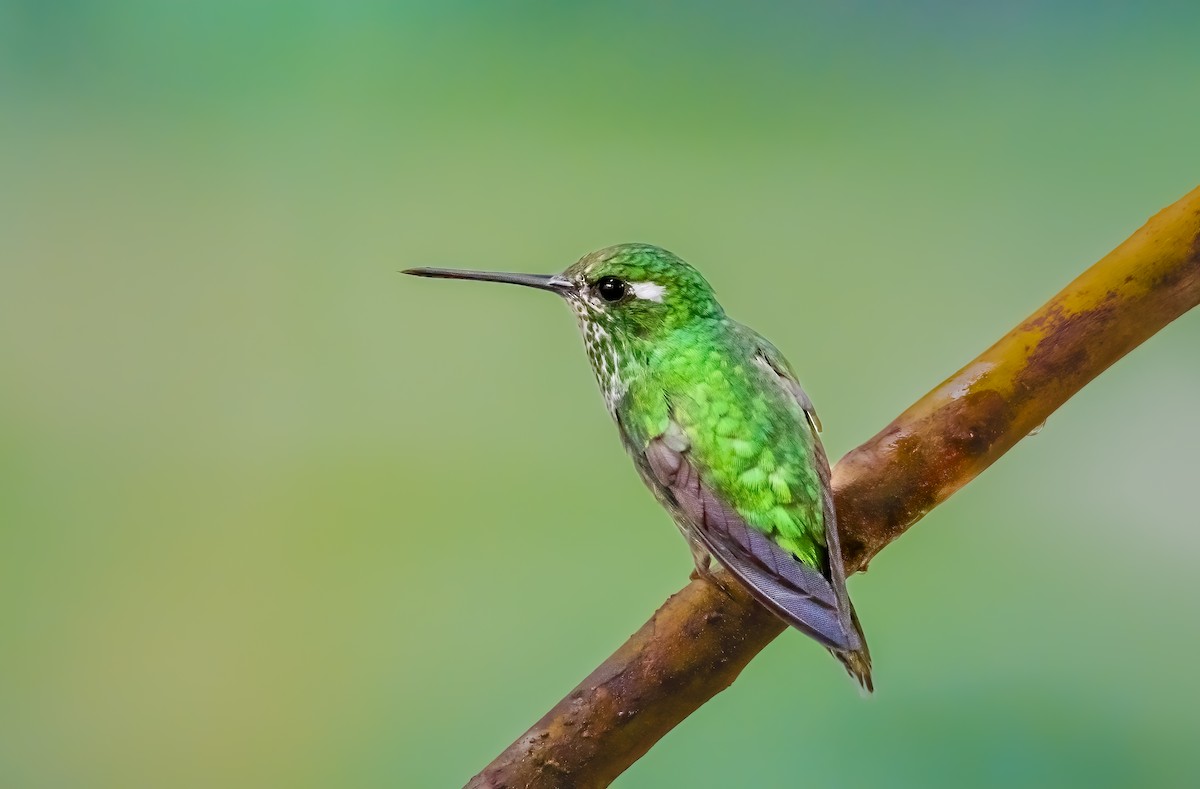 Peruvian Racket-tail - ML638314905