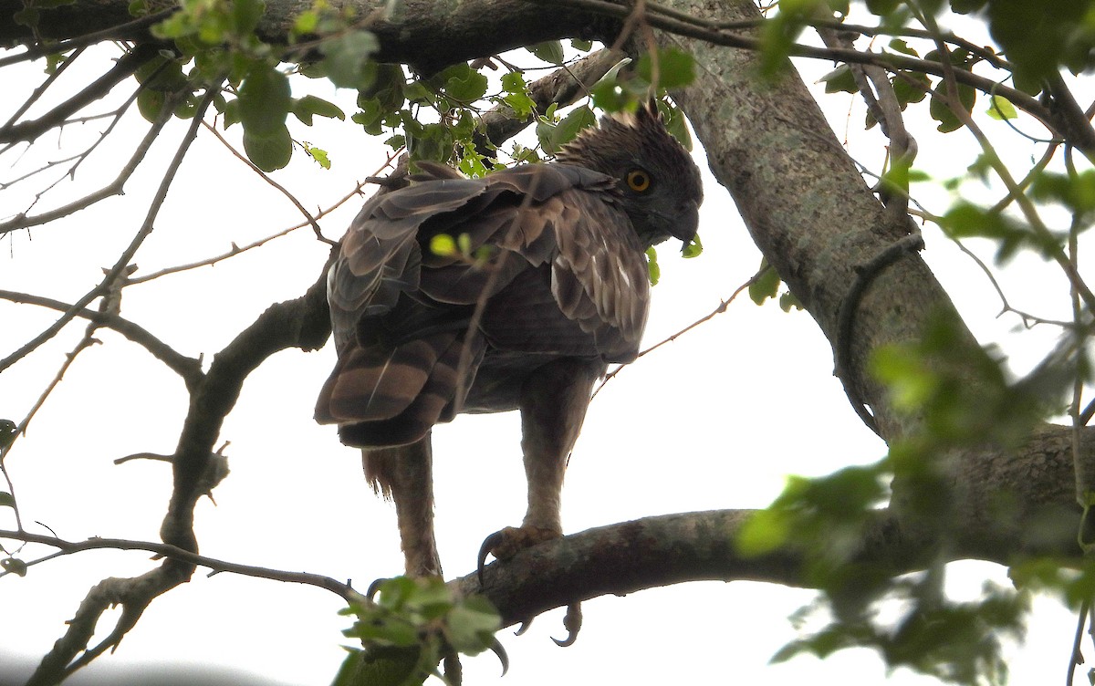Changeable Hawk-Eagle - ML638314909