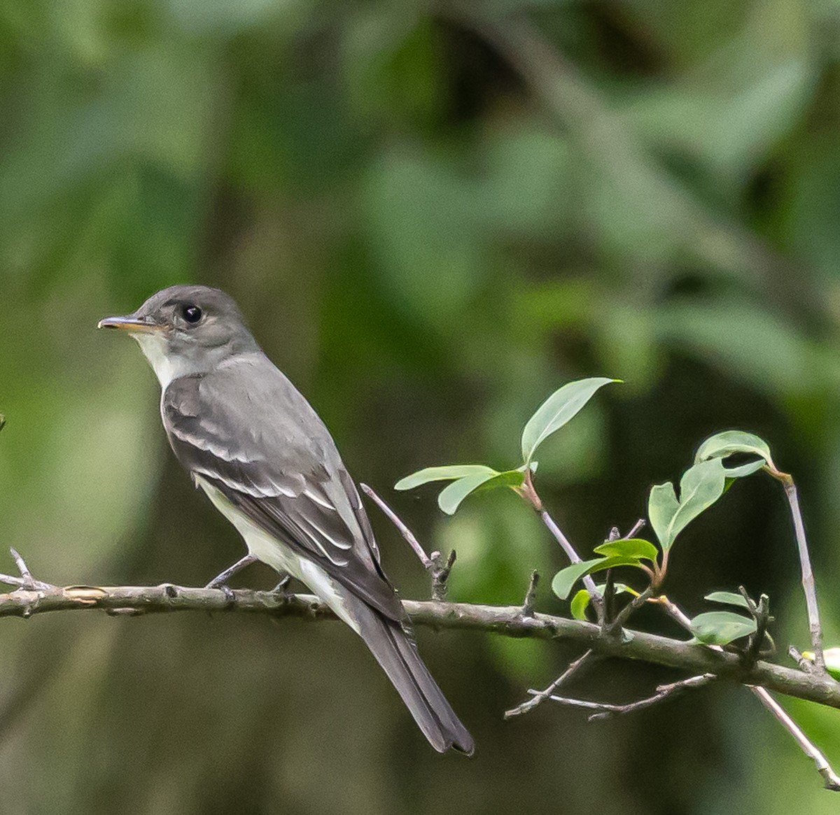Eastern Wood-Pewee - ML638314914