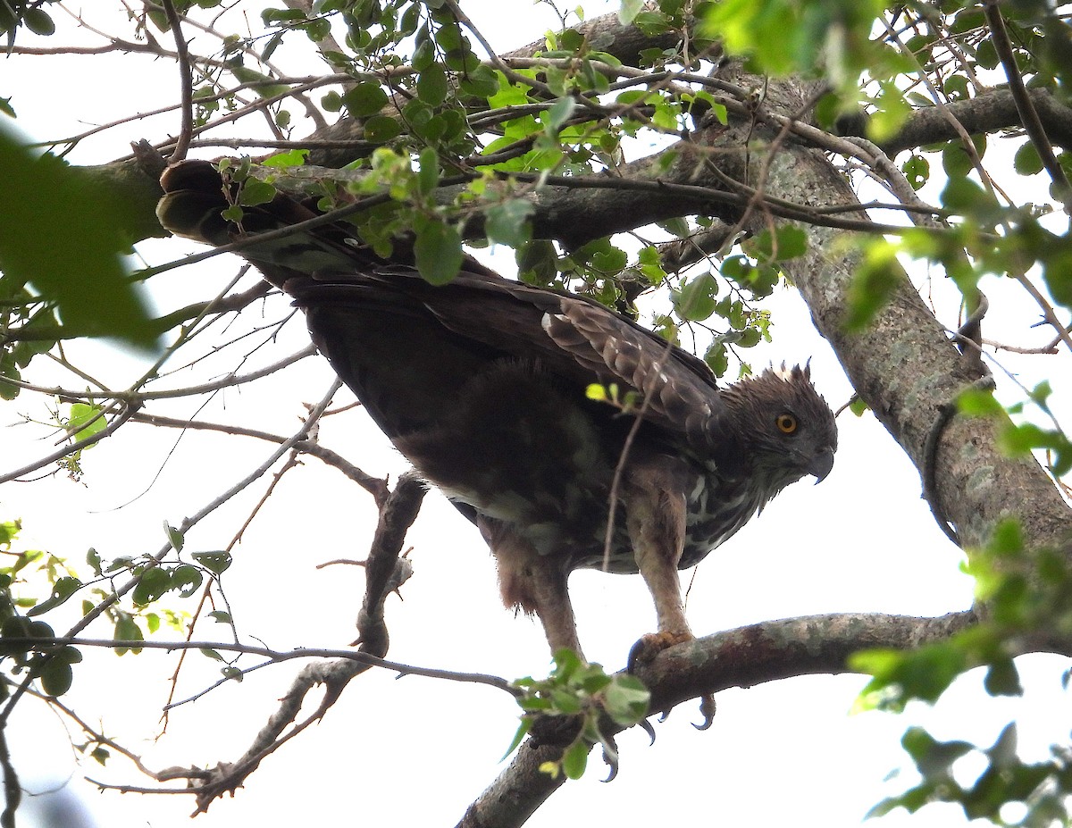 Changeable Hawk-Eagle - ML638314915