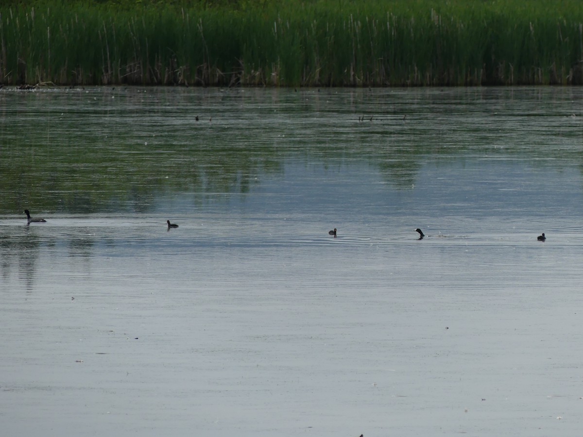 American Coot - ML638314917