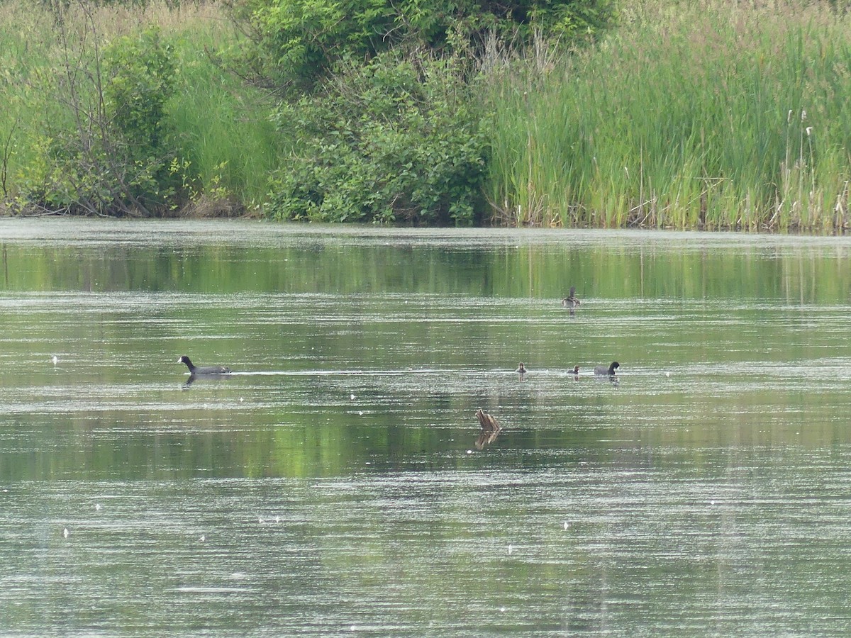 American Coot - ML638314918