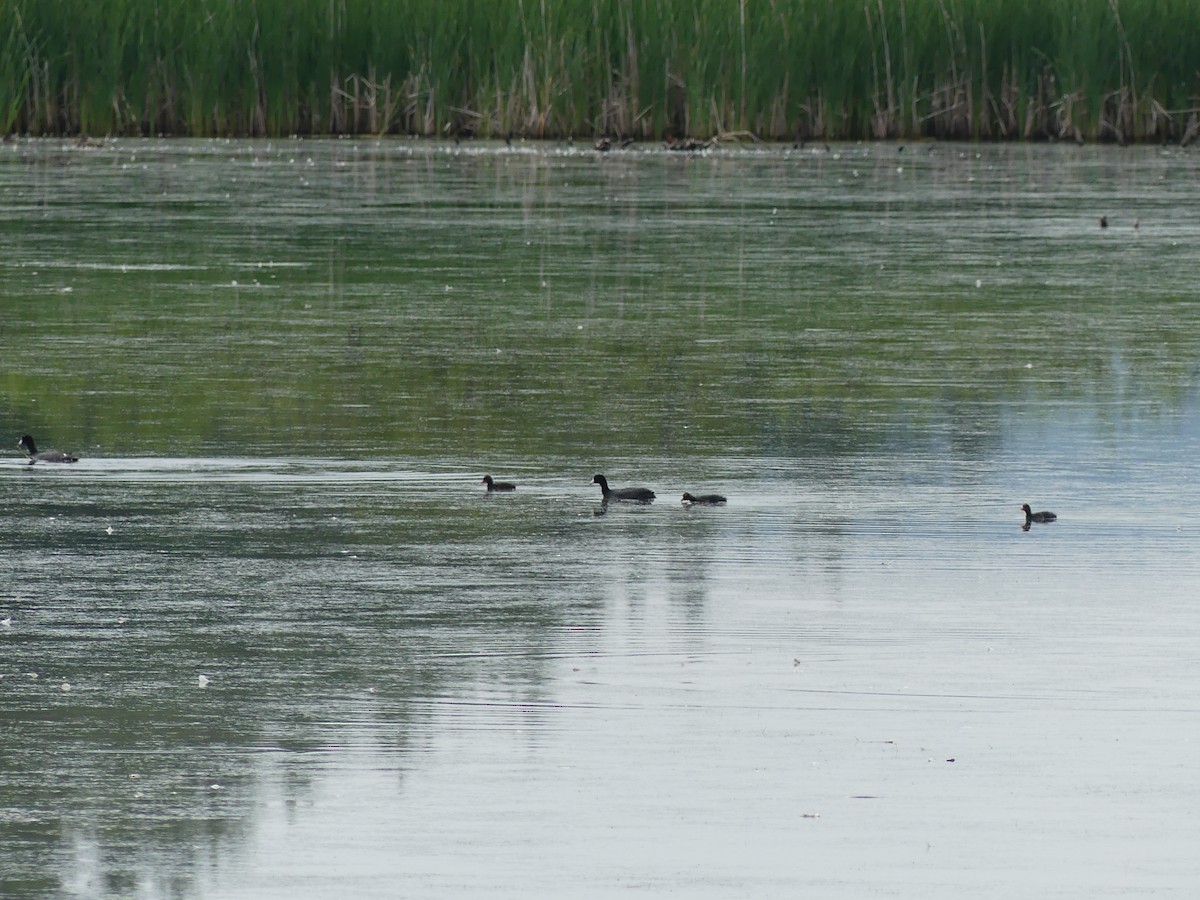 American Coot - ML638314919