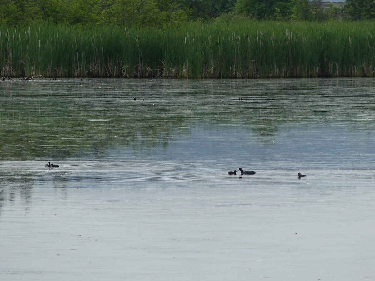 American Coot - ML638314920
