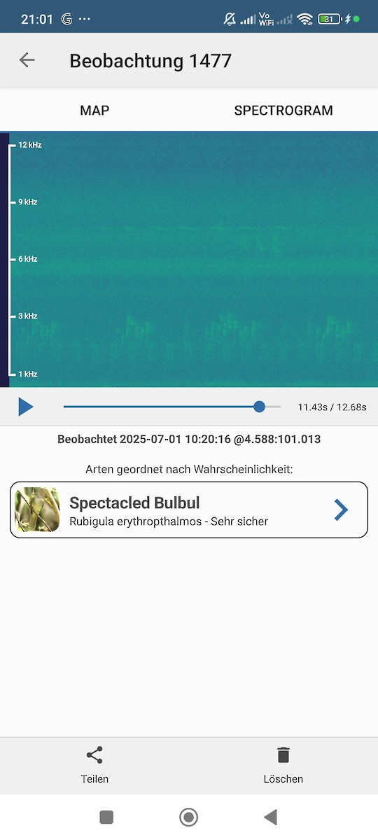 Spectacled Bulbul - ML638314925