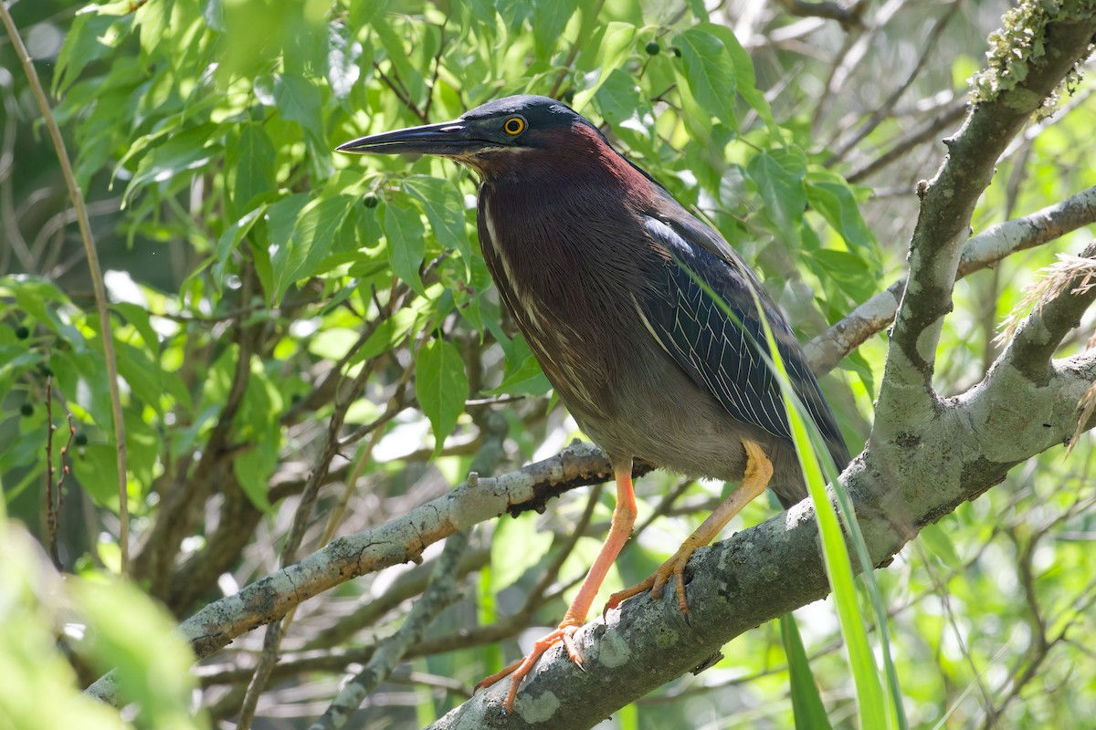 Green Heron - ML638314928