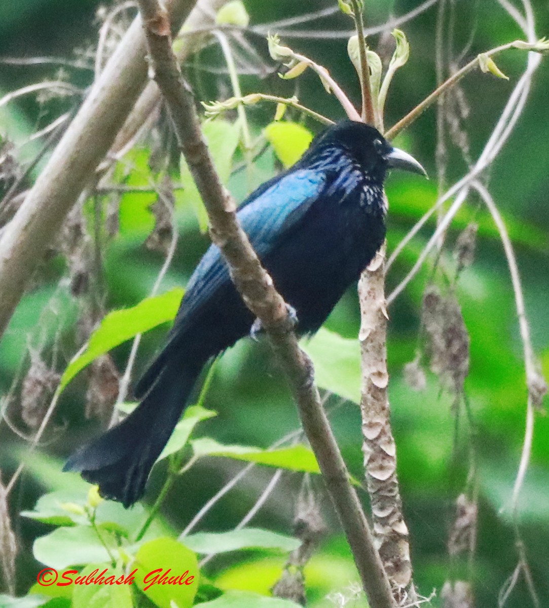 Hair-crested Drongo - ML638314931