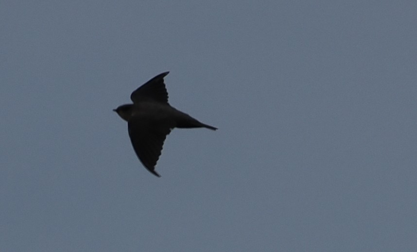 swallow sp. - ML638314932