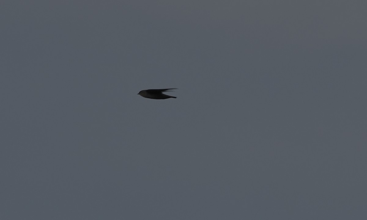 swallow sp. - ML638314933