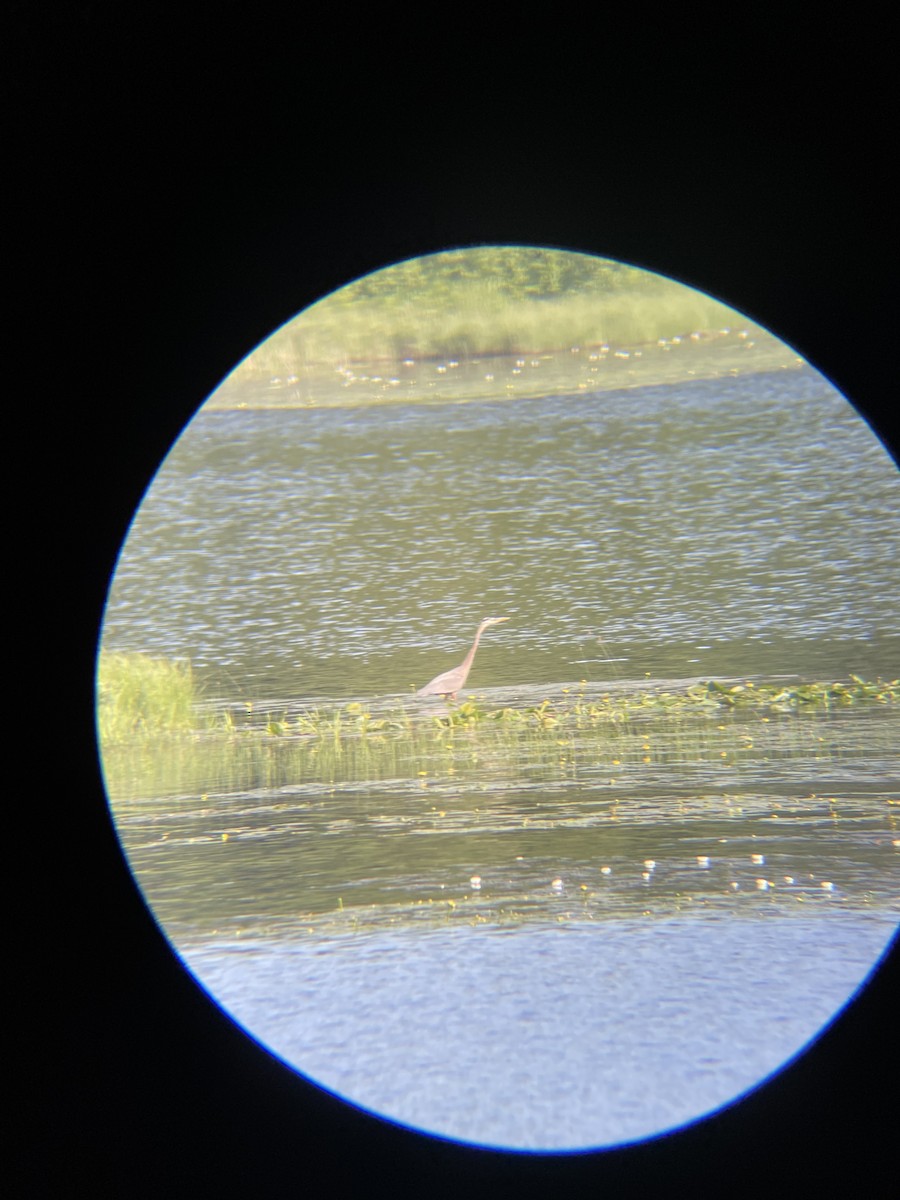 Great Blue Heron - ML638314938