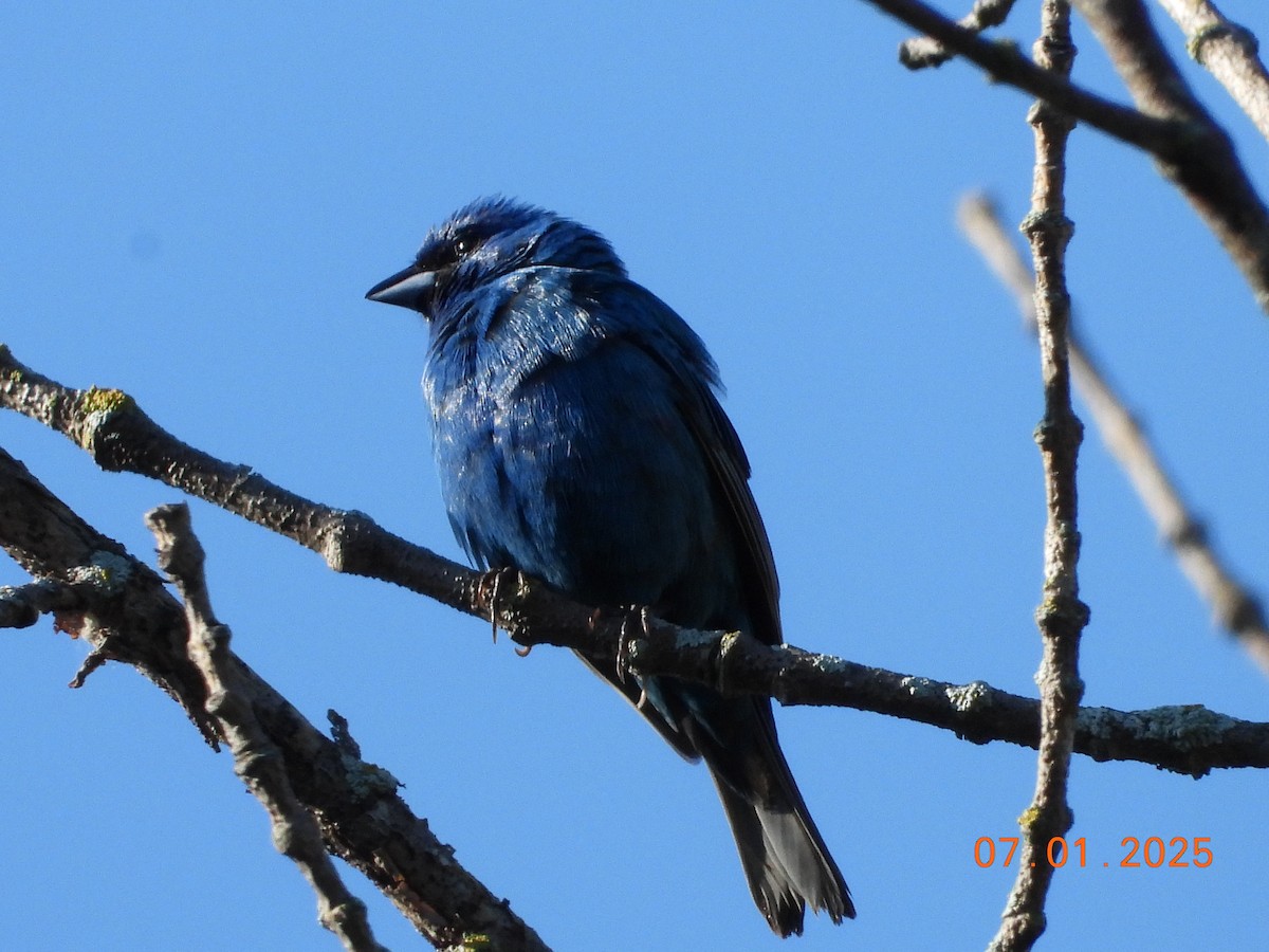Indigo Bunting - ML638314940