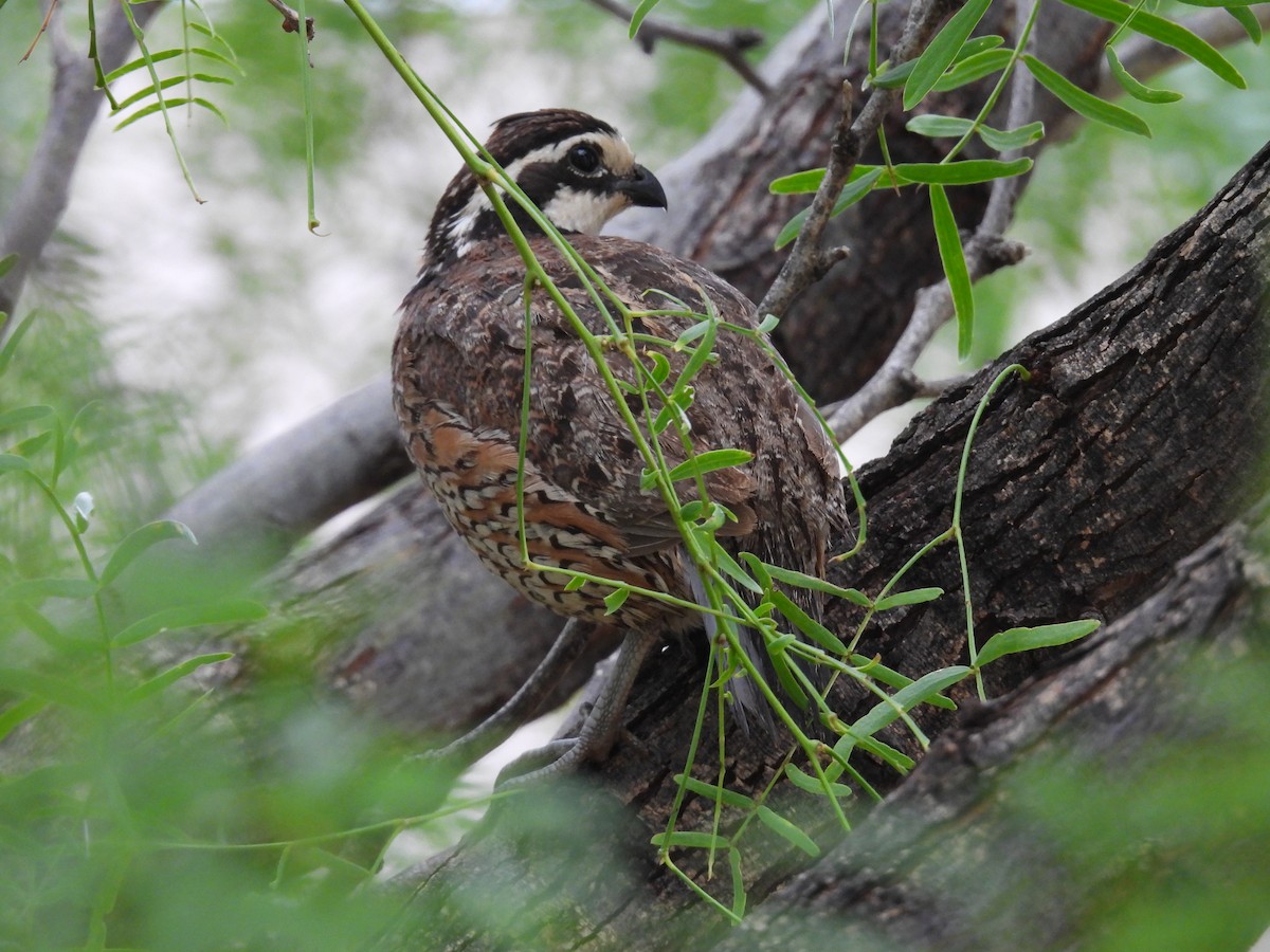 Northern Bobwhite - ML638314945